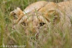 lionne en chasse / lioness hunting