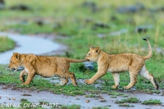 lionceau / lion cub