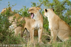 lionne / lioness