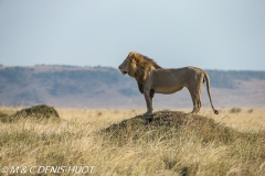 lion mâle / male lion