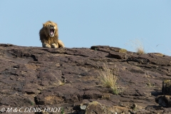 lion mâle / male lion