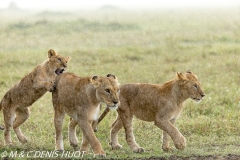 lionne et lionceaux / lioness and cubs