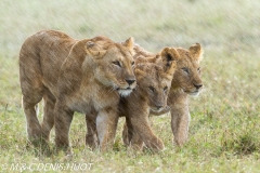 lionne et lionceaux / lioness and cubs