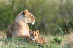 lionne et lionceaux / lioness and cubs