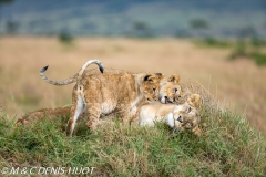 lionne et lionceaux / lioness and cubs