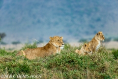 lionne et lionceaux / lioness and cubs