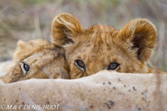 lionceau / lion cub