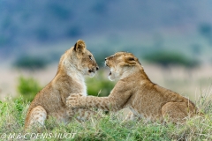 lionceau / lion cub