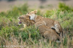 lionceau / lion cub