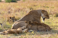 lionne et lionceaux / lioness and cubs
