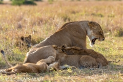 lionne et lionceaux / lioness and cubs