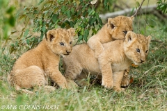 lionceau / lion cub