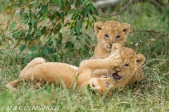 lionceau / lion cub