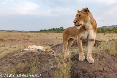 lionne / lioness