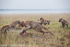 lion et hyènes / lion and hyenas