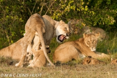 lionne et lionceaux / lioness and cubs