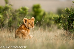 lionceau / lion cub