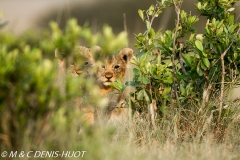 lionceau / lion cub