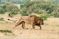 lion mâle / male lion