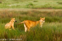 lionne et lionceaux / lioness and cubs