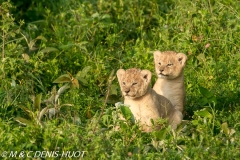 lionceau / lion cub