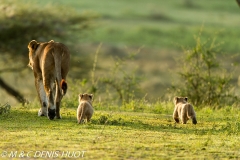 lionne et lionceaux / lioness and cubs