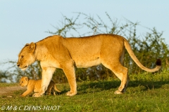 lionne et lionceaux / lioness and cubs