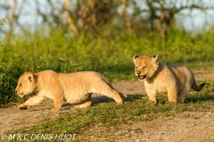 lionceau / lion cub