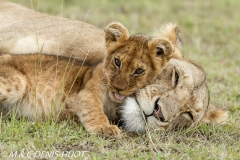 lionne et lionceaux / lioness and cubs