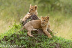 lionceau / lion cub