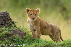 lionceau / lion cub