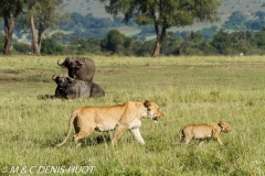 lionne et lionceaux / lioness and cubs