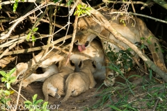 lionne et lionceaux / lioness and cubs