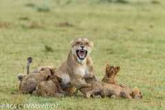 lionne et lionceaux / lioness and cubs