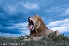 lion mâle / male lion