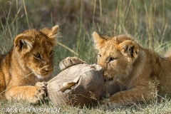 lionceau / lion cub