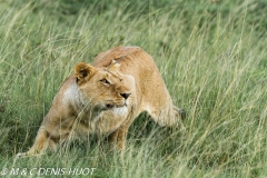 lionne / lioness