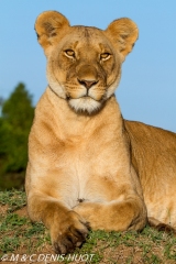 lionne / lioness