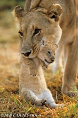 lionne et lionceaux / lioness and cubs