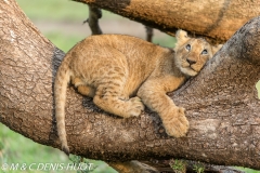 lionceau / lion cub