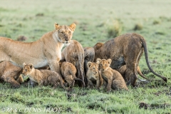 lionne et lionceaux / lioness and cubs