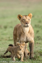 lionne et lionceaux / lioness and cubs