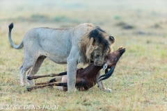 lion mâle / male lion