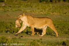 lionne et lionceaux / lioness and cubs