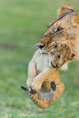 lionne et lionceaux / lioness and cubs