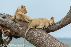 lionceau / lion cub