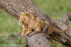 lionceau / lion cub