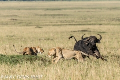 lion et buffle / lion and buffalo