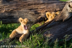 Lionceau / lion cub