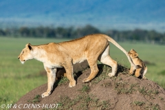 lionne et lionceaux / lioness and cubs